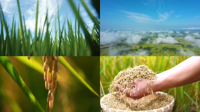 农业水稻五常大米生长周期 播种丰收视频
