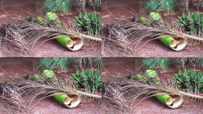 近距离观察刚剪下的棕榈枝躺在地上的4k慢动作60fps