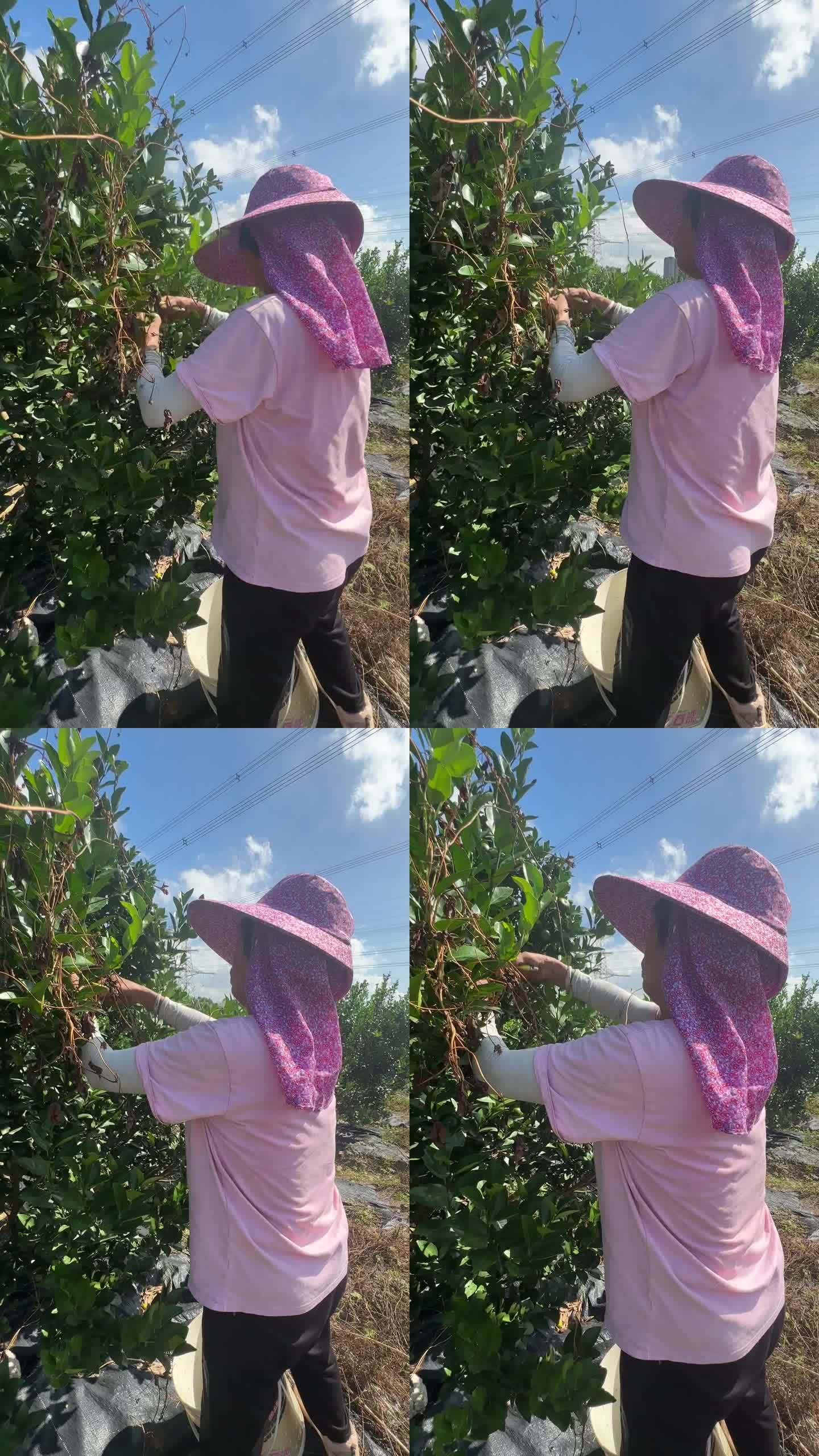 台湾香檬果园丰收采摘