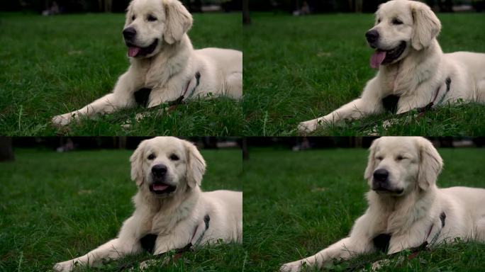 可爱的拉布拉多猎犬在傍晚的特写肖像，背景是公园或花园的草地。宠物的概念，积极的生活方式，热爱动物，宠