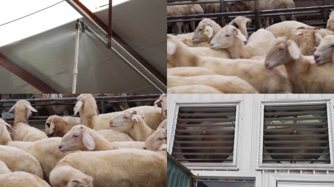 养殖羊舍自动淋浴通风系统