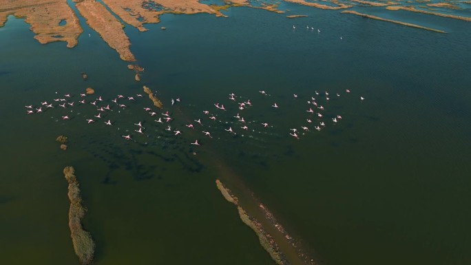 火烈鸟在浅水草原泻湖上升。粉红鸟自然纪录片。火烈鸟群开始无人机空中飞行。