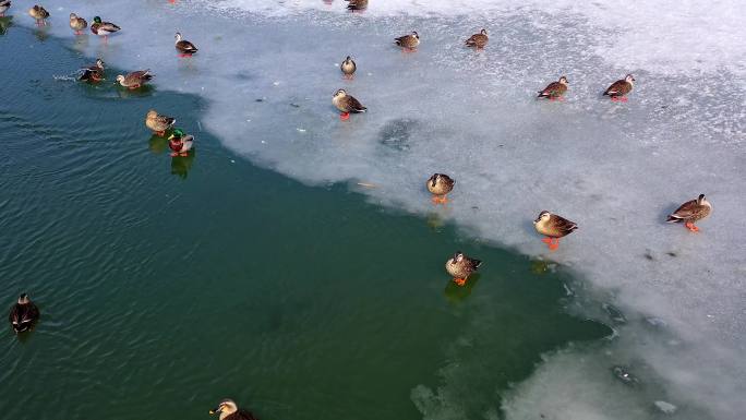 冬天江边的冰面上成群的野鸭子