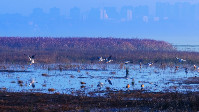 湿地生态系统鸟类聚集地草海湿地