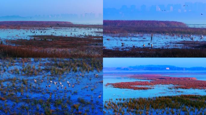湿地生态系统鸟类聚集地草海湿地