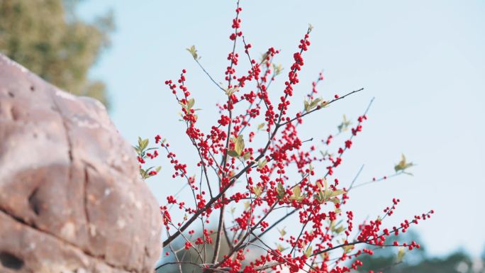 秋冬季的花花草草