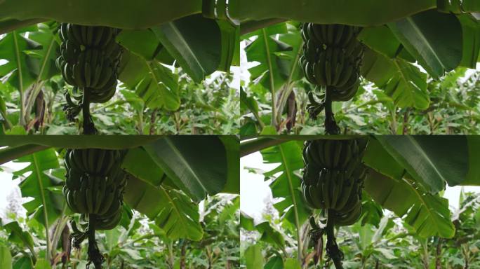 未成熟香蕉果实的跟踪镜头。农场里生长的树木。农业景观景观。