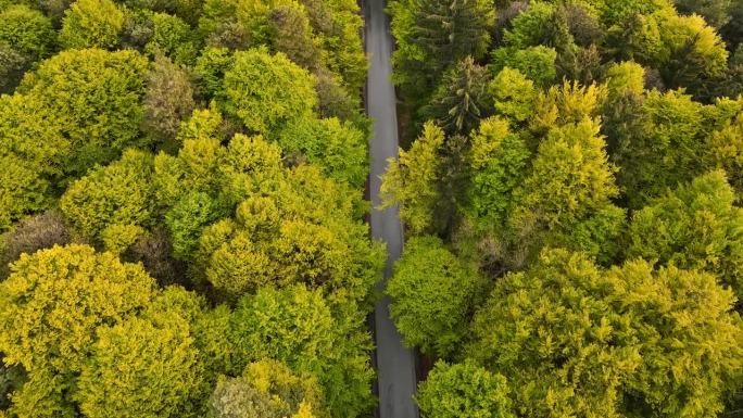 从空中俯瞰，一个人骑着自行车在路上穿过美丽的秋季混交林
