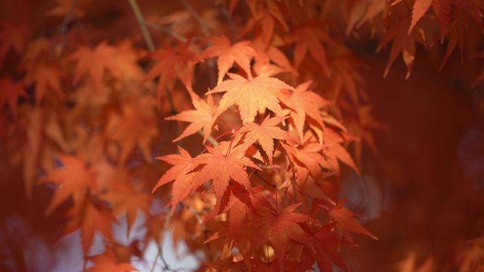 枫叶 高清红枫叶 秋天景色