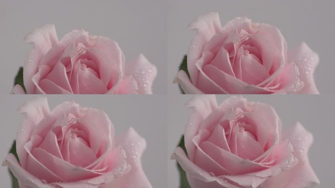唯美浪漫粉色玫瑰花