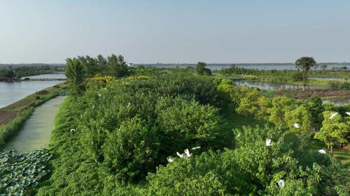 航拍生态湿地公园百鸟翔集5K