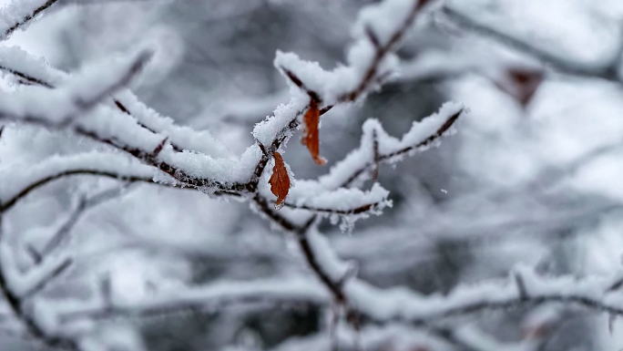 下雪升格雪花飘落慢镜头