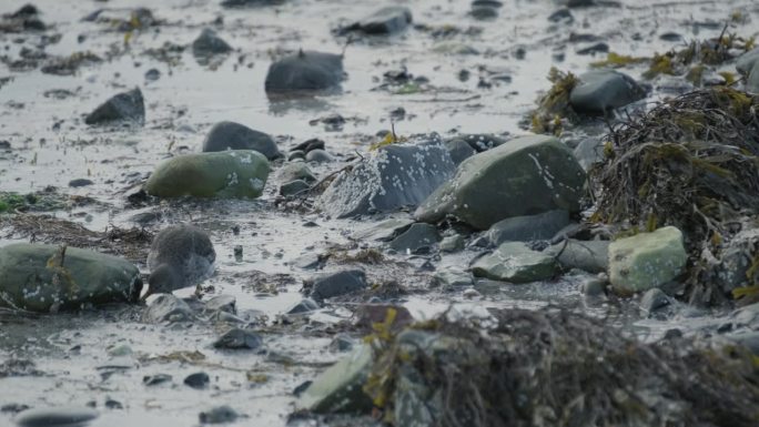 矶鹬鸟在布满海藻的岩石海滩上觅食，融入了自然的海岸线景观。