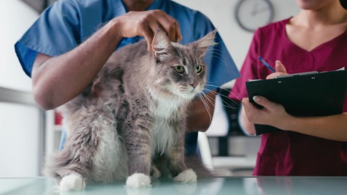 男兽医和女实习兽医护士检查宠物猫手术的特写
