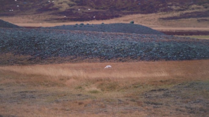 白北极狐在冰岛北欧苔原上奔跑。