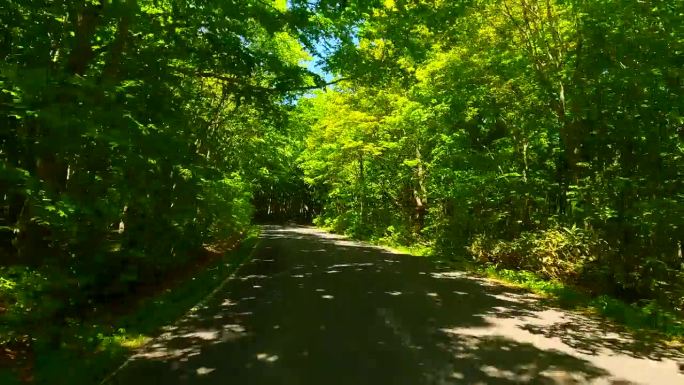 驾车穿过美丽的森林大道
