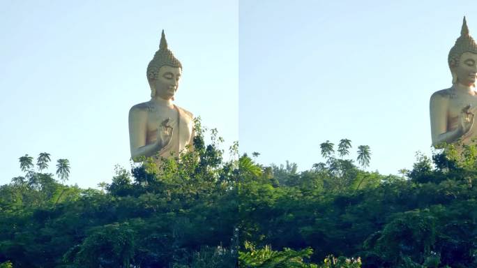 云南西双版纳景洪市大佛寺孔雀放飞表演