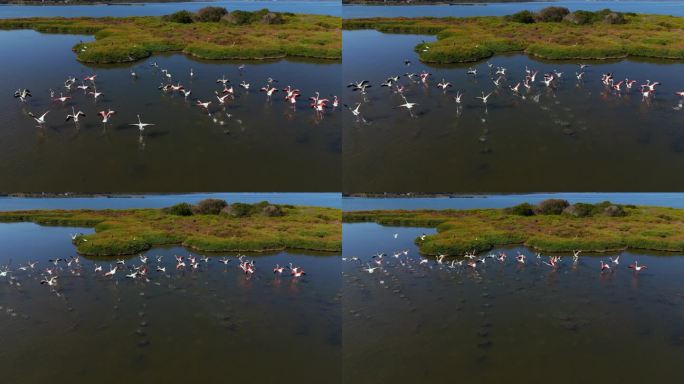 火烈鸟在浅水泻湖大草原上飞翔。粉红鸟自然纪录片。火烈鸟群航拍无人机慢动作。
