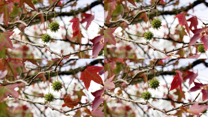美丽的枫香树枝上有多刺的种子和秋天红色的叶子