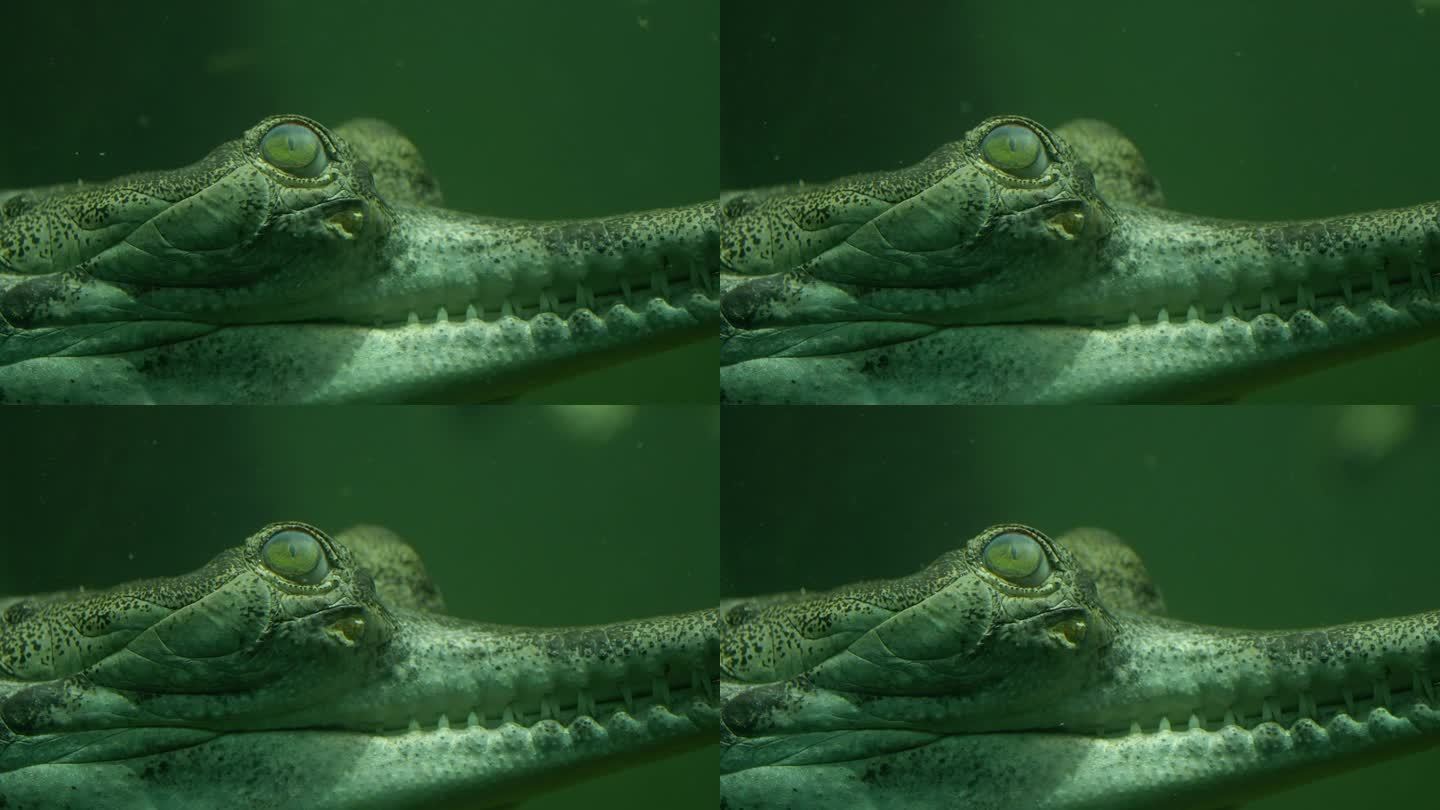 特写小鳄鱼的头漂浮在水下准备攻击