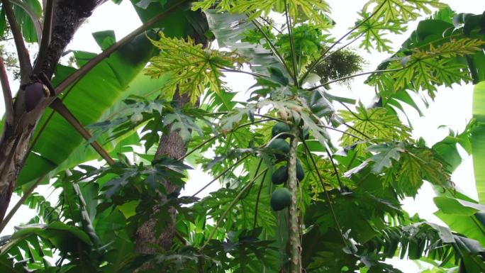 跟踪拍摄新鲜的木瓜和香蕉树。农场里未成熟的水果。自然观。