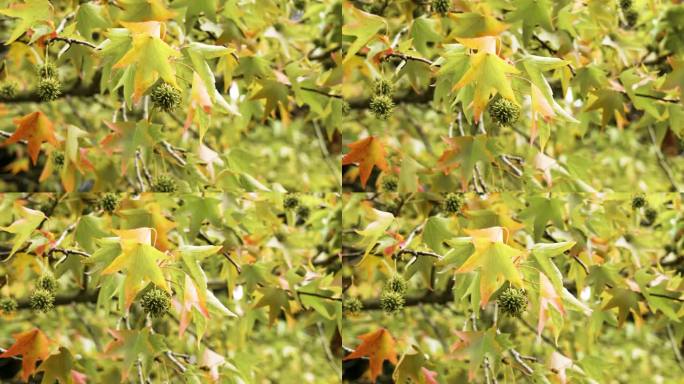 美国秋天的一种甜桉树，有挂着的绿色多刺的种子。柳条和秋叶拉近了距离