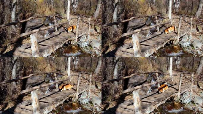 有趣的红色柯基彭布罗克犬小心翼翼地穿过秋天森林里的木桥上的小溪或河流