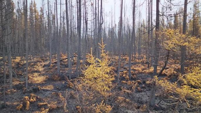 多利左图拍摄柯克兰湖森林大火后的森林地面