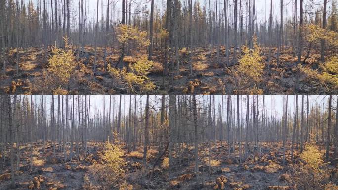 多利左图拍摄柯克兰湖森林大火后的森林地面