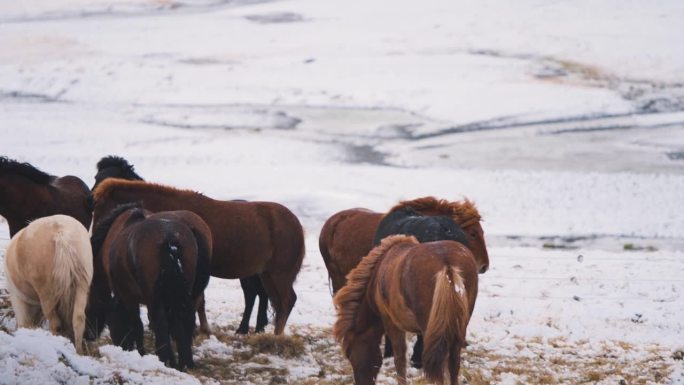 冰岛，一群野马在冬天的雪地里一起嘶鸣。