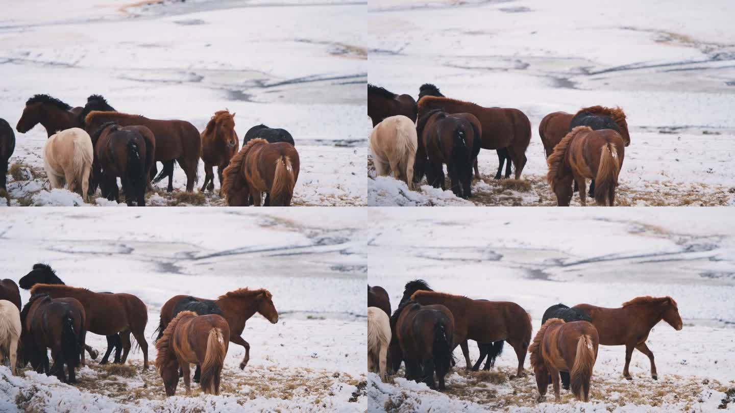 冰岛，一群野马在冬天的雪地里一起嘶鸣。