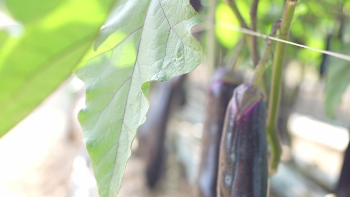 4K实拍阳光下广州菜地紫色茄子种植基地。