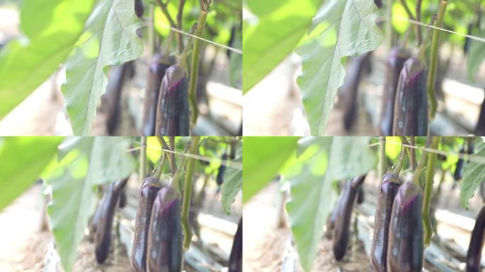 4K实拍阳光下广州菜地紫色茄子种植基地。