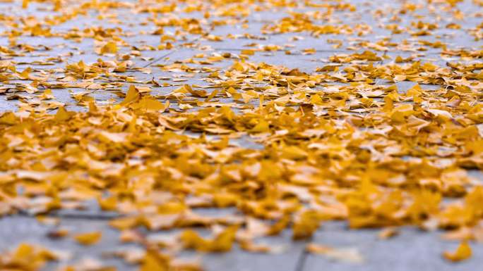 秋天的银杏树叶