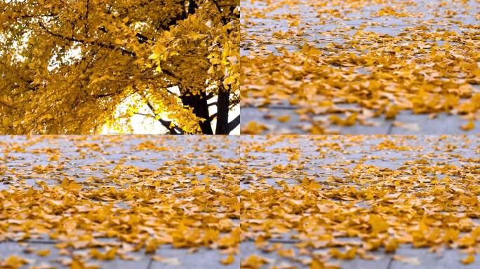 秋天的银杏树叶