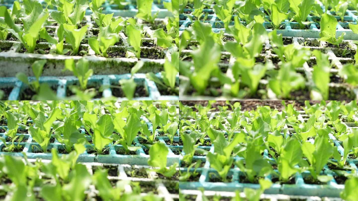 4K实拍，广州阳光下翠绿的菜苗育苗种植地