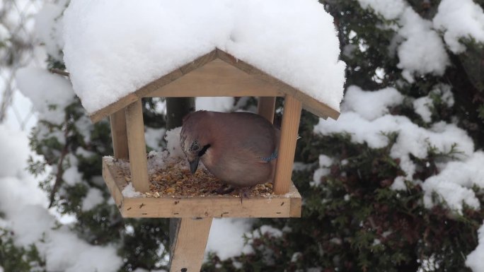 鸟在冬天吃喂食器里的食物。野生鸟在各种林区，森林公园和花园。冬天照顾鸟类。在冬天下雪的日子里，饥饿的