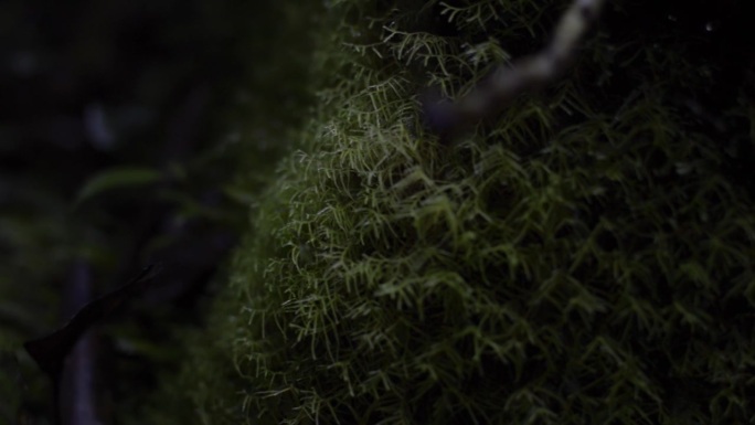 热带森林中布满苔藓的岩石。