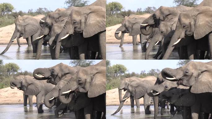 大象抬起鼻子喝水的侧面图，留空文字