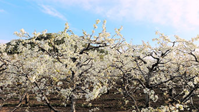 梨花 梨花盛开 美丽乡村 田园风光