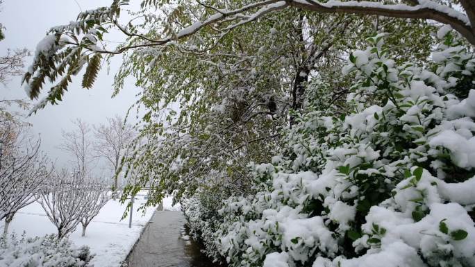 烟台大雪雪景