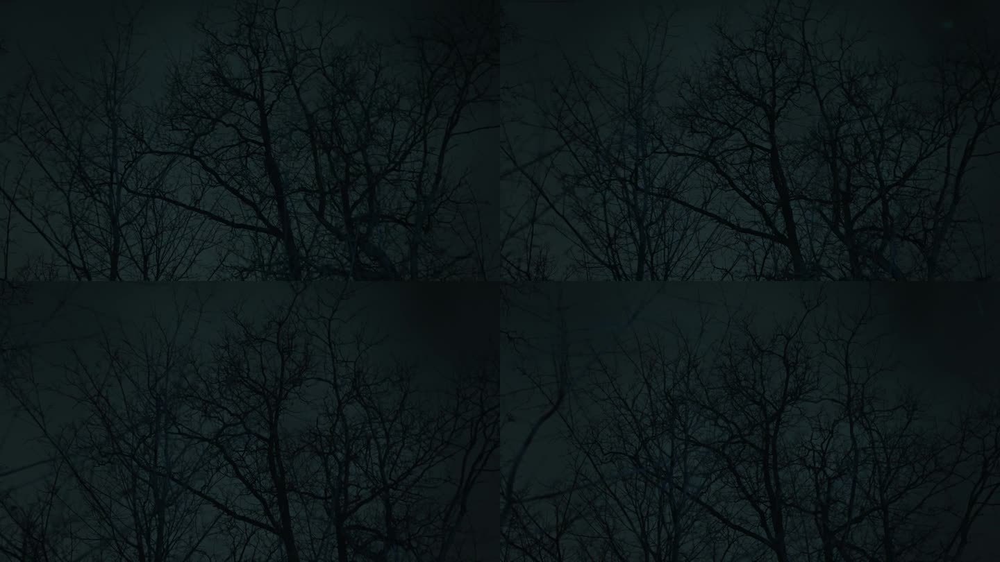 夜森林里的神秘景象。树的黑影背后是不祥的黑暗和不确定性。