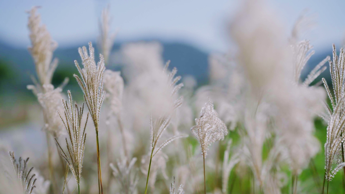 细叶芒荻芦苇荡植物特写