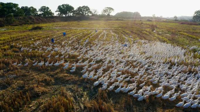 农民在稻田中喂养成百上千只鸭子