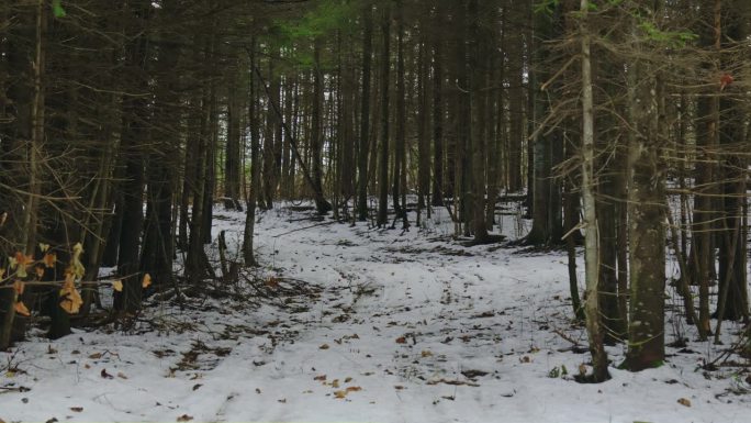 冬季森林中的雪地摩托小径