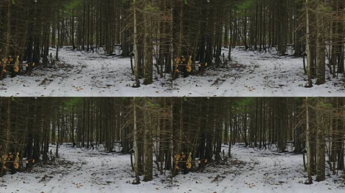 冬季森林中的雪地摩托小径