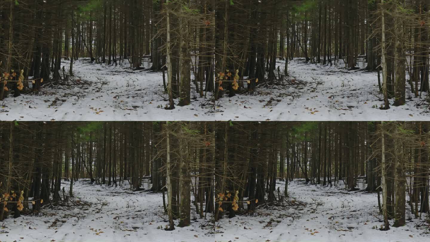 冬季森林中的雪地摩托小径