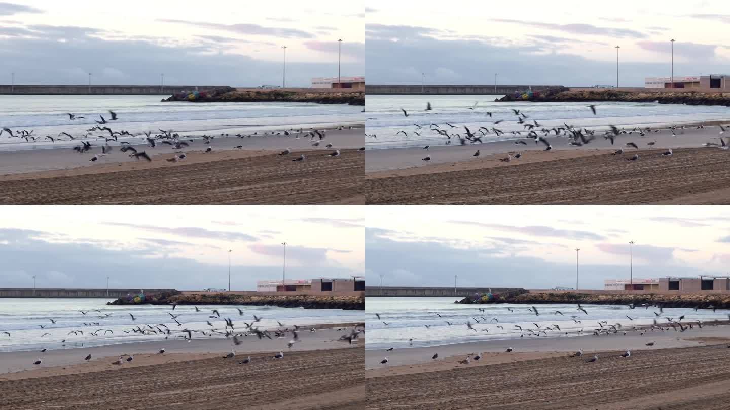 一群海鸥开始了一天的第一次飞行，和谐的序曲展现了海岸线上一天的美景。宁静祥和的海滨氛围。