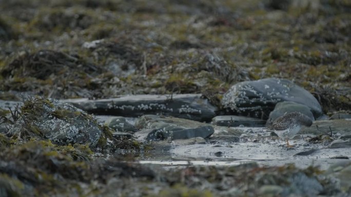 矶鹬鸟在布满海藻的岩石海滩上觅食，融入了自然的海岸线景观。