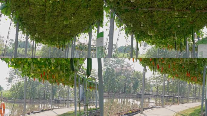 4K实拍农科院瓜棚上的葫芦瓜与各种瓜类